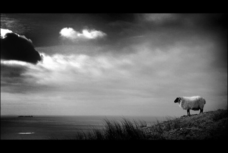 Part 2: Scattered&nbsp;Sheep